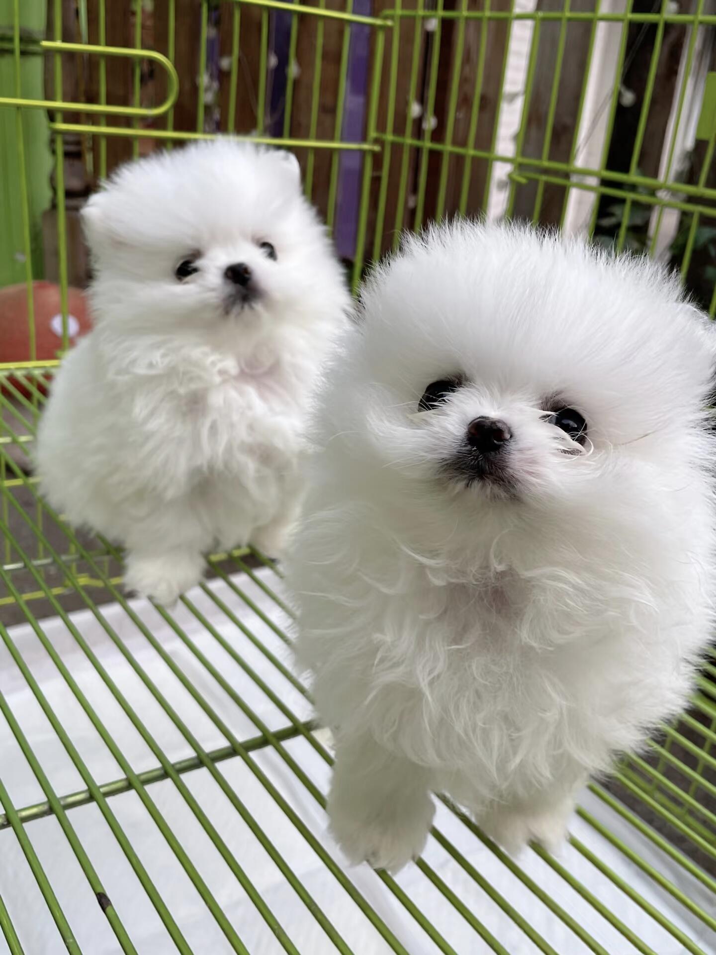 博美幼犬